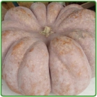 zucca moscata zucca moscata