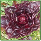radicchio radicchio