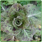 cicoria variegata cicoria variegata