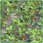 fragole fragole