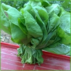 cicoria cicoria