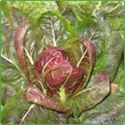 cicoria cicoria