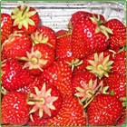 fragole fragole