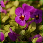 viole viole