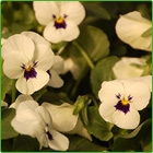 viola bianca viola bianca