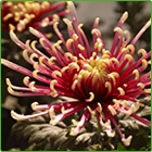 crisantemo bicolore