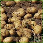 patate patate