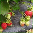 fragole fragole