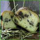 maccagnetta fieno e noci maccagnetta fieno e noci