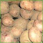 patate patate