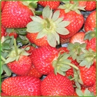 fragole fragole