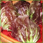 radicchio radicchio