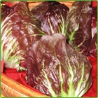 radicchio