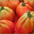 pomodori cuore di bue pomodori cuore di bue