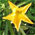 fiore di zucchino fiore di zucchino