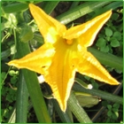 fiore di zucchino