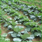 cavoli cavoli