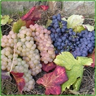 vendemmia vendemmia