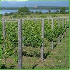 vigna vigna