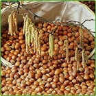nocciole nocciole