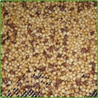 nocciole tostate nocciole tostate