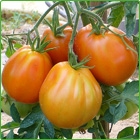pomodori cuore di bue pomodori cuore di bue