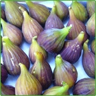 fichi fichi