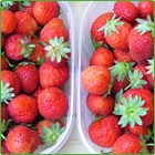 fragole fragole