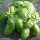 basilico basilico