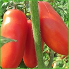 pomodori s. marzano