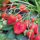 fragole fragole