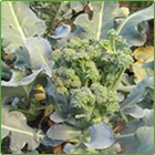 broccoletti broccoletti