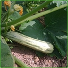 zucchino verde chiaro zucchino verde chiaro