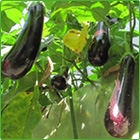 melanzane melanzane